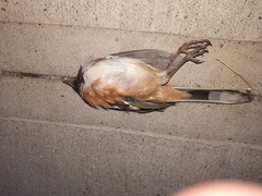 Pipilo maculatus