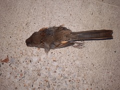 Pipilo maculatus