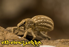 Ophryastes speciosus