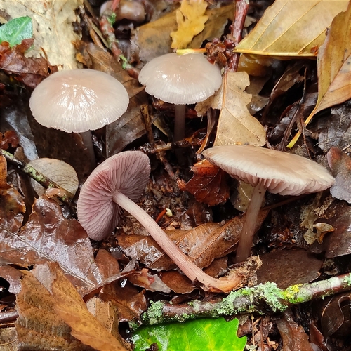 Blackedge Bonnet