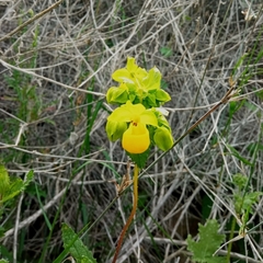 Calceolaria corymbosa