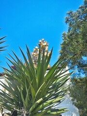 Yucca gloriosa