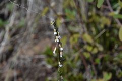 Boechera retrofracta