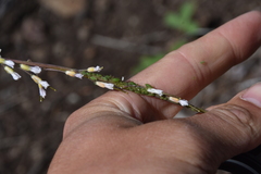 Boechera retrofracta