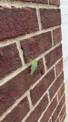 Microcentrum retinerve