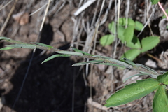 Boechera retrofracta