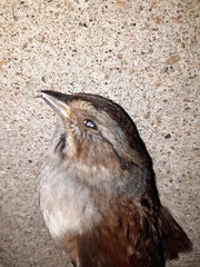 Melospiza georgiana