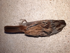 Melospiza georgiana