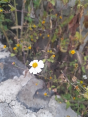 Bidens odorata