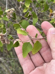 Salvia ballotiflora