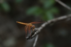 Trithemis kirbyi