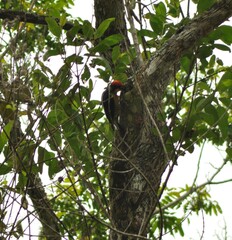 Melanerpes flavifrons