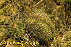 Thelocactus rinconensis rinconensis
