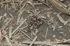Oligodon purpurascens