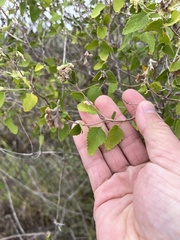 Salvia ballotiflora