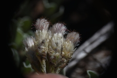 Antennaria parvifolia