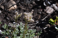 Antennaria parvifolia
