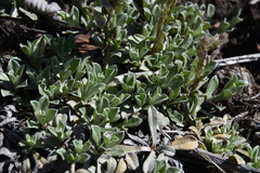 Antennaria parvifolia