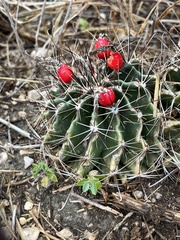 Hamatocactus setispinus