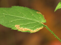 Liriomyza limopsis