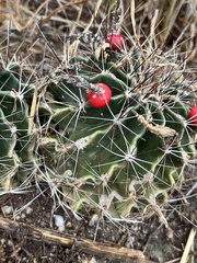 Hamatocactus setispinus