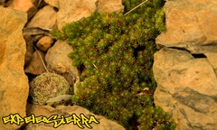 Mammillaria melanocentra melanocentra