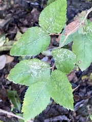 Planera aquatica