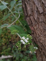 Stevia ovata