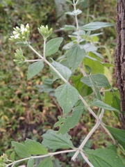 Stevia ovata