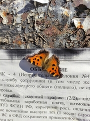 Nymphalis xanthomelas