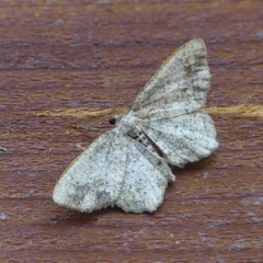 Hypagyrtis piniata
