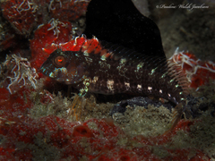 Parablennius marmoreus