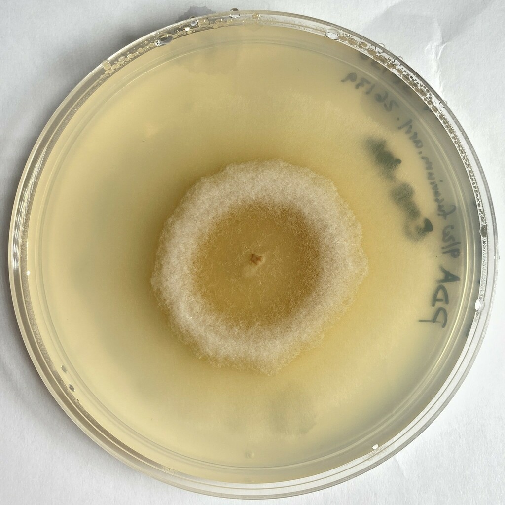 Fusarium venenatum