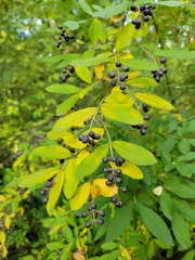 Ligustrum obtusifolium