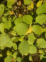 Corylus avellana