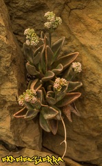 Lenophyllum guttatum