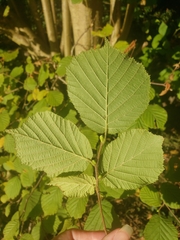 Corylus avellana