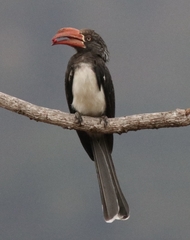 Lophoceros alboterminatus