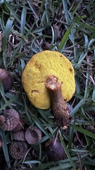 Aureoboletus innixus