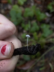 Mycena tenerrima