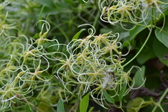 Clematis flammula