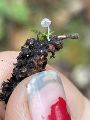Mycena tenerrima