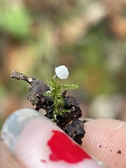 Mycena tenerrima