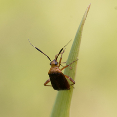 Horciasinus argentinus