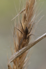Philodromus aureolus