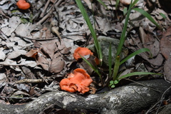 Cantharellus coccolobae