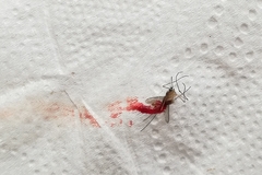 Coquillettidia perturbans