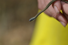 Thamnophis proximus proximus