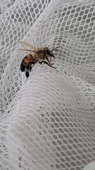 Apis mellifera