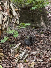 Sciurus carolinensis